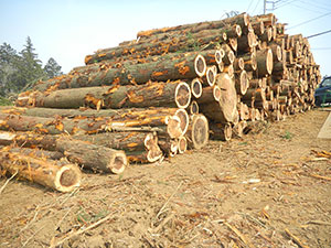 伐採した木材を乾燥させます