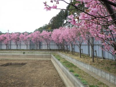 リサイクルプラントの桜が満開になりました。